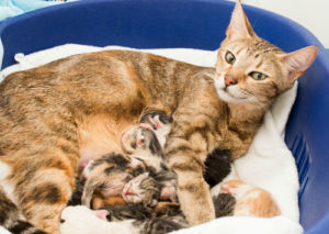  cuanto dura el embarazo de un gato siames