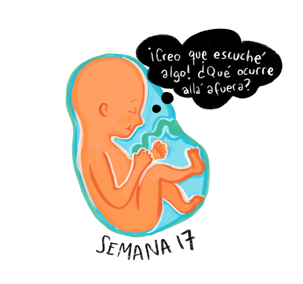 Semana 17 Embarazo ¡guÍa Ayuda 