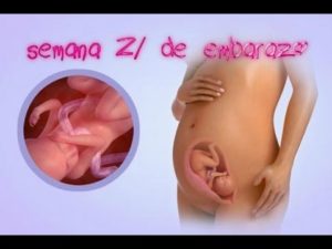 semana 21 embarazo