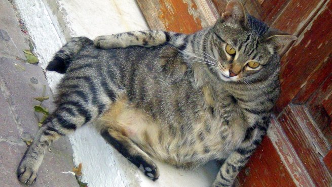 Cuánto Dura El Embarazo De Un Gato Todo Sobre El Embarazo